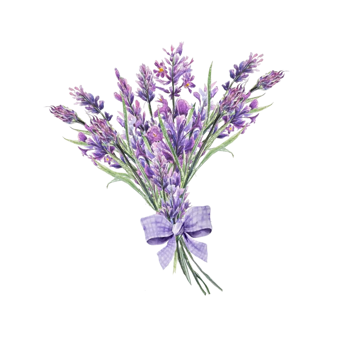 watercolor-lavender-bouquet-with-lilac-bow-white-background